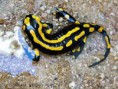 SALAMANDRA