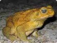 SAPO